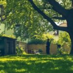 1759389408_Baumbestand-Nachbarn-1